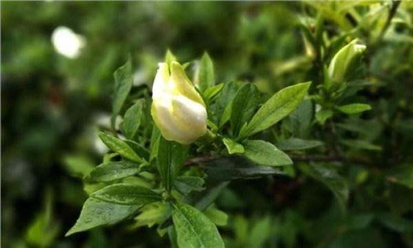 栀子花的花语是什么