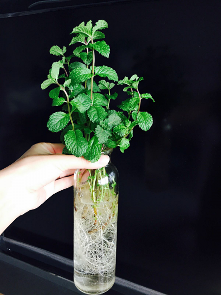 薄荷花语是什么