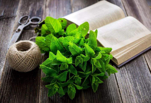 薄荷花语是什么