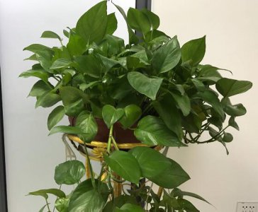 绿萝有毒吗 盘点绿萝的作用