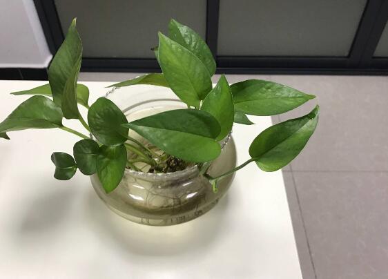 绿萝有毒吗