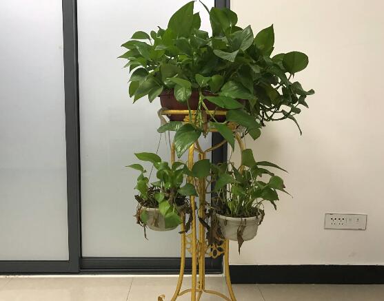 绿萝有毒吗