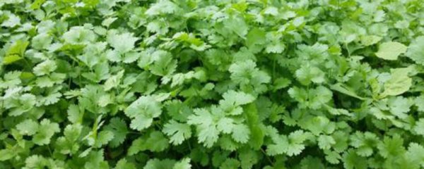 冬季适合种什么蔬菜