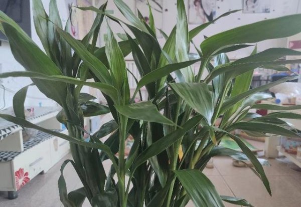 富贵竹应该怎么养才好活一些