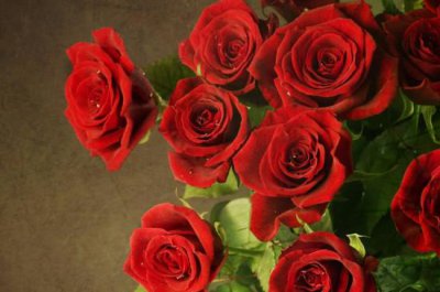 25朵玫瑰花花语代表什么意思 关于25朵玫瑰花的寓意讲解