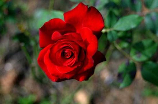 25朵玫瑰花花语代表什么意思