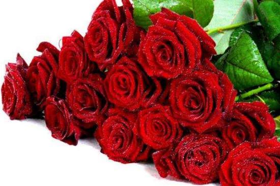 25朵玫瑰花花语代表什么意思