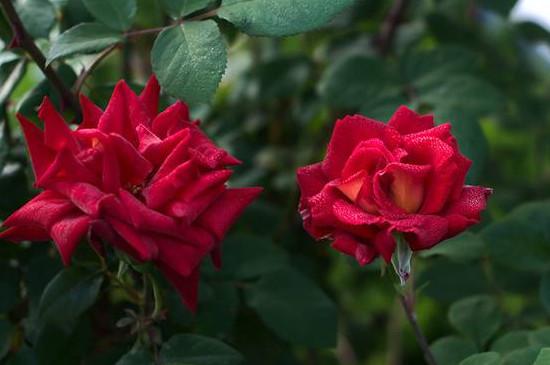 25朵玫瑰花花语代表什么意思