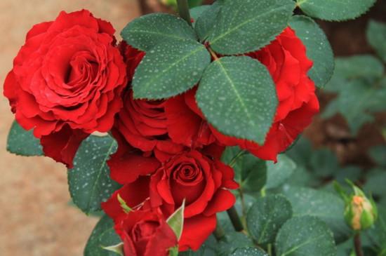 25朵玫瑰花花语代表什么意思