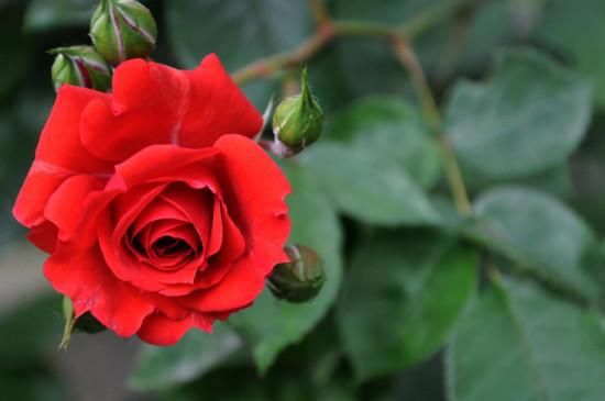 25朵玫瑰花花语代表什么意思