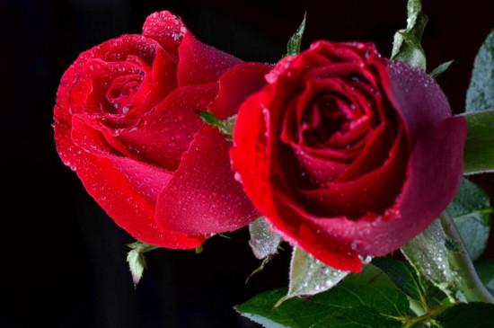 25朵玫瑰花花语代表什么意思