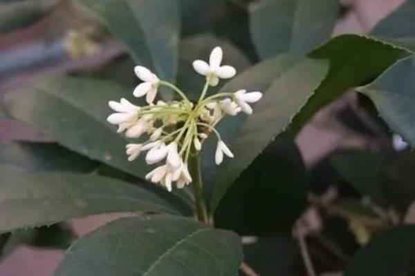 日香桂和四季桂哪个好养些