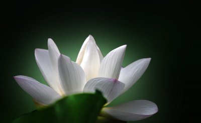 埃及的国花是什么花 古埃及的国花介绍