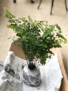 适合放卧室的绿植有哪些 卧室最适合的绿色植物