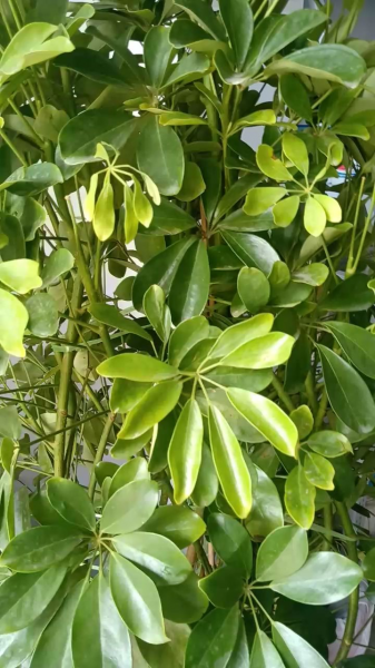 适合放卧室的绿植有哪些