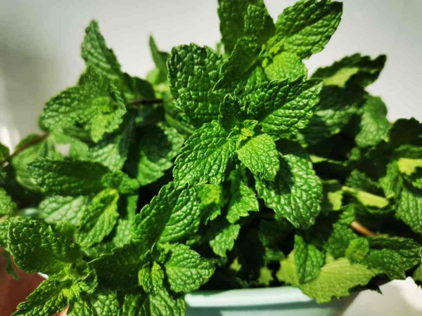 适合放卧室的绿植有哪些