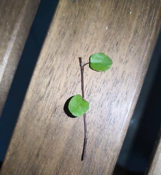 千叶吊兰怎么养才能更旺盛