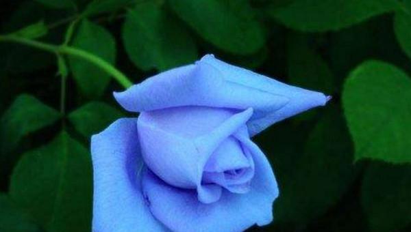 六朵玫瑰花代表什么意义