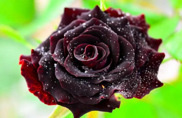 13朵玫瑰的花语是什么意思
