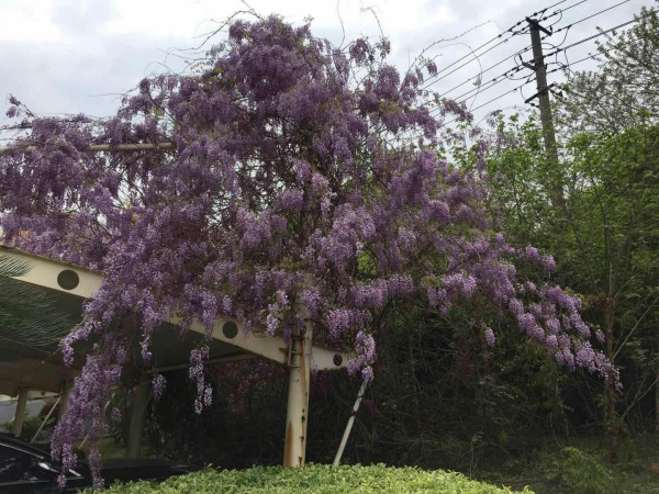 紫藤树的寓意是什么