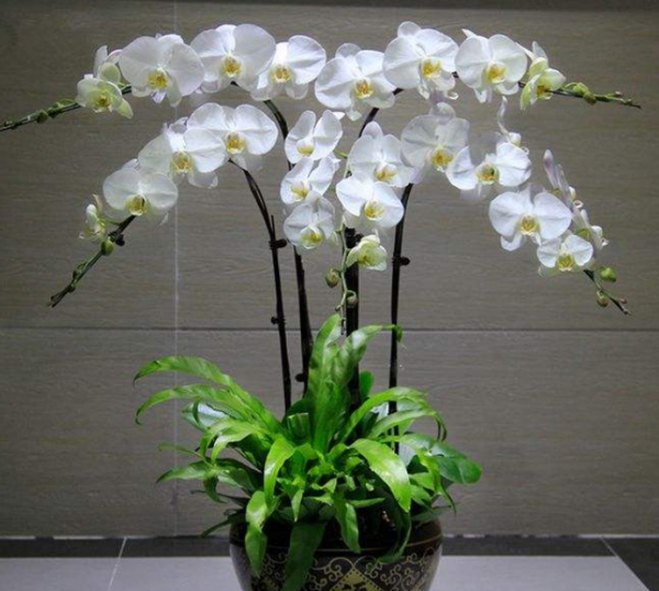 蝴蝶兰的花语和象征意义是什么