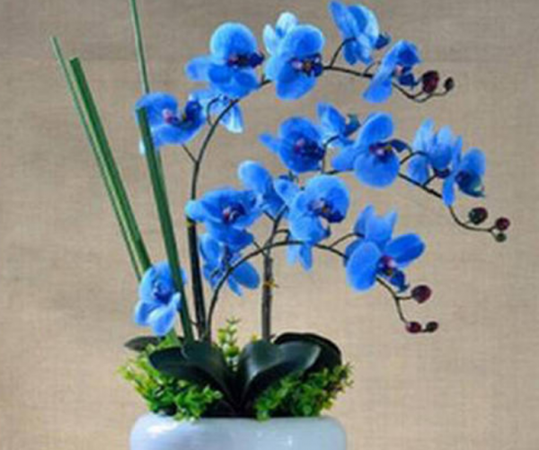 蝴蝶兰的花语和象征意义是什么