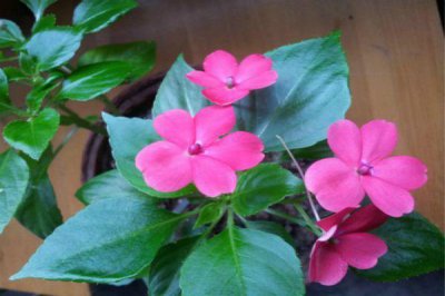 凤仙花果实是什么形状 凤仙花果实种子的特点