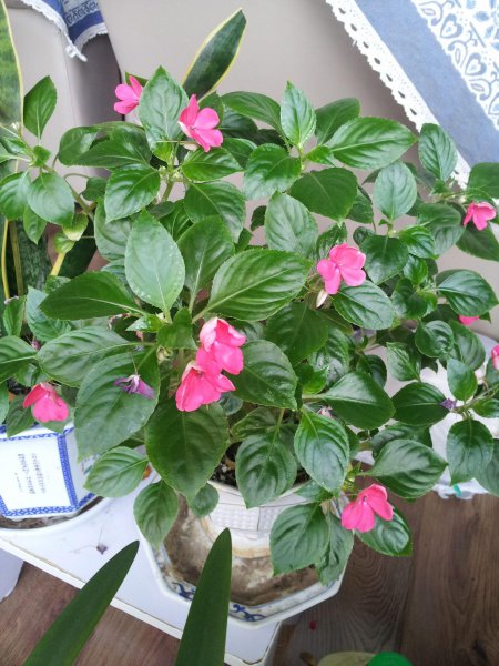 凤仙花果实是什么形状