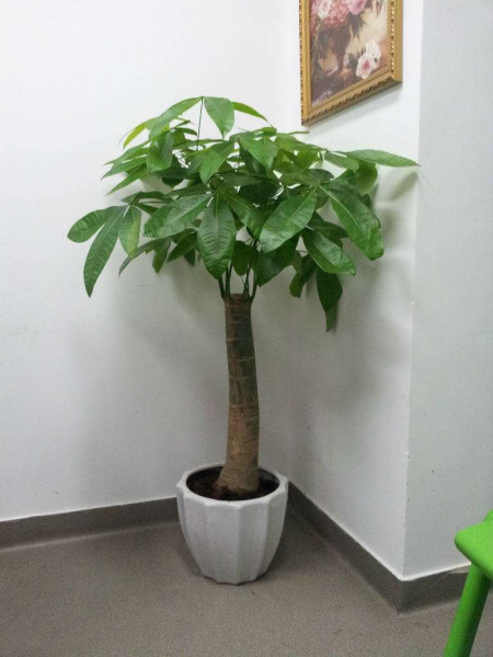 发财树家里能养吗