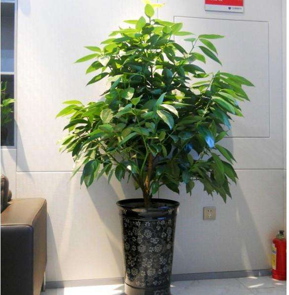 发财树家里能养吗