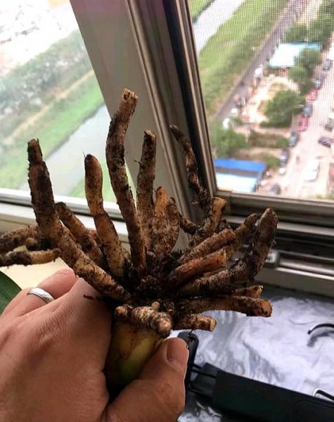 君子兰烂叶子什么原因怎么办
