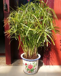 十种常见的挺水植物 小型挺水植物介绍
