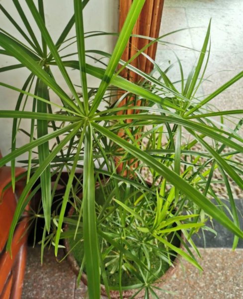 十种常见的挺水植物