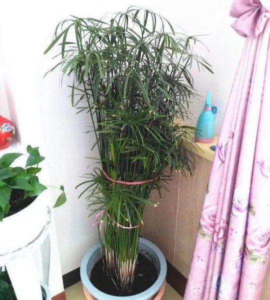 十种常见的挺水植物
