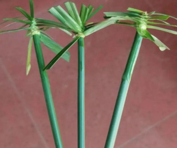 十种常见的挺水植物