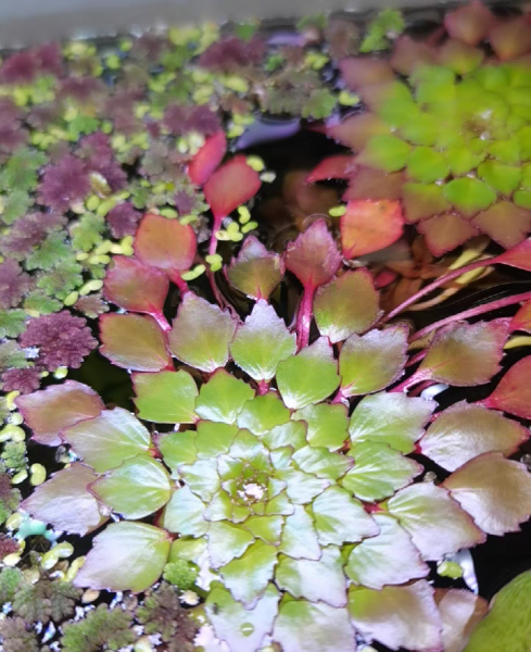 十种常见的挺水植物