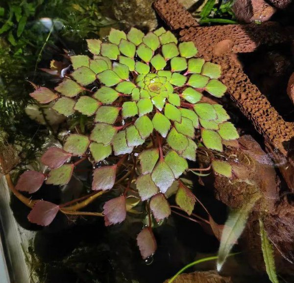 十种常见的挺水植物