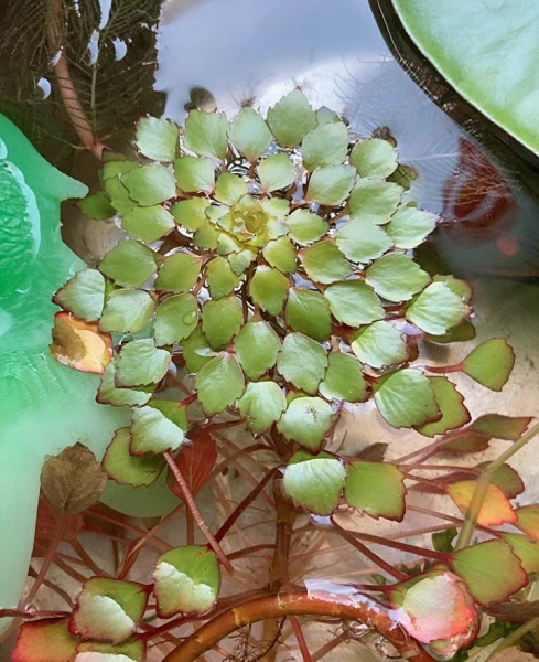 十种常见的挺水植物