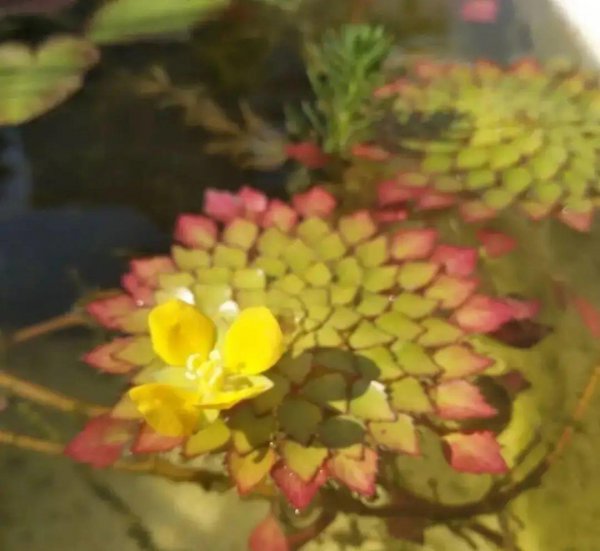 十种常见的挺水植物