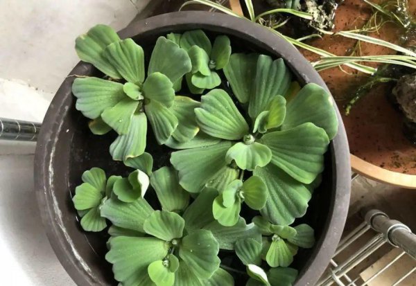 十种常见的挺水植物