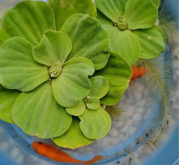 十种常见的挺水植物