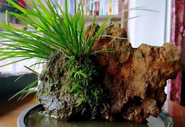十种常见的挺水植物