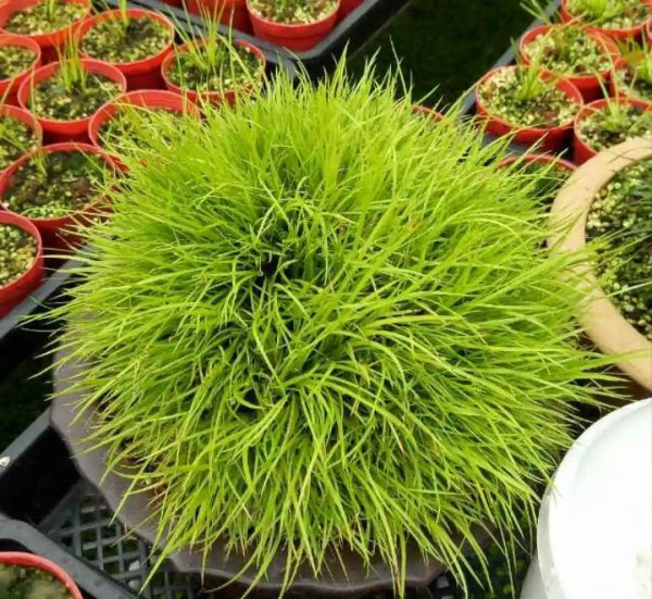 十种常见的挺水植物