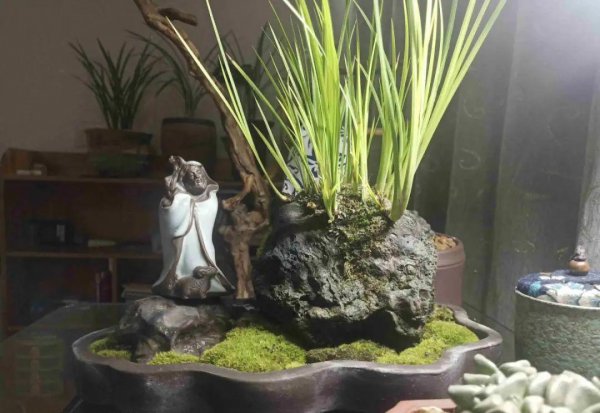 十种常见的挺水植物