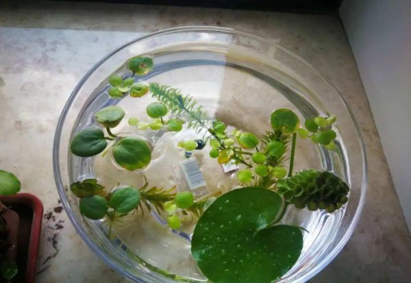十种常见的挺水植物