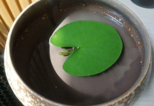 十种常见的挺水植物
