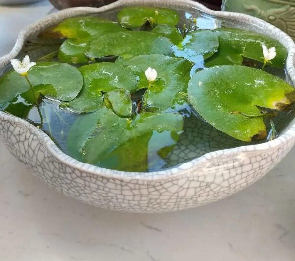 十种常见的挺水植物