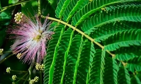 含羞草的简单介绍和特征