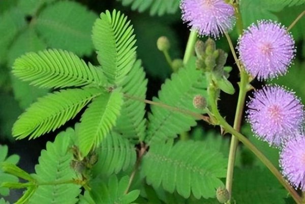 含羞草的简单介绍和特征