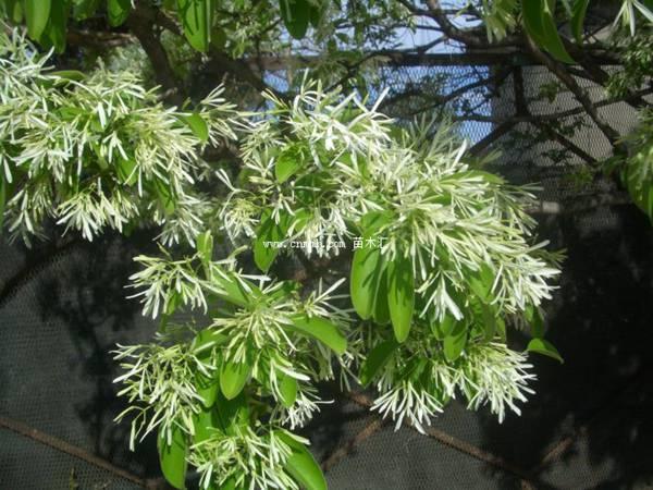 流苏树几年能长到10公分粗